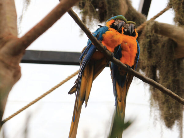 Parque Três Pescadores comemora nascimento dos primeiros filhotes do Refúgio das Aves
