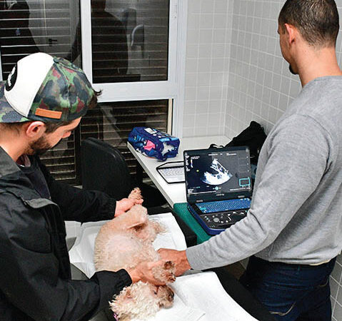 Atendimentos com novas especialidades na Clínica Veterinária da UNITAU